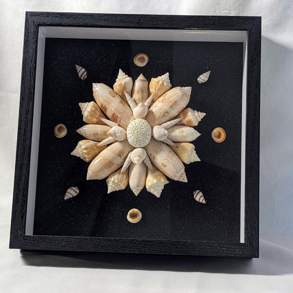 8"x8" Shell Shadowbox